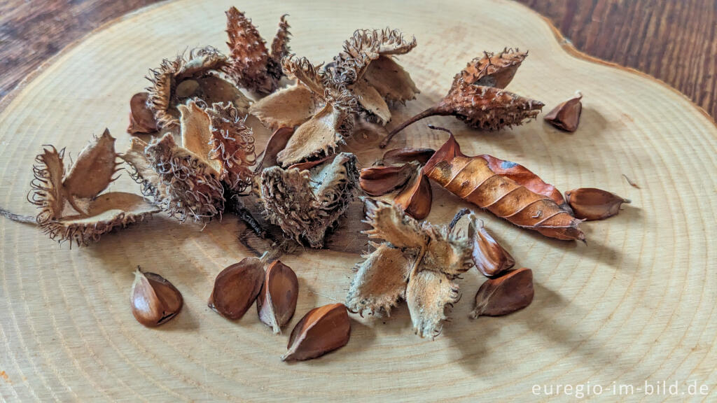 Detailansicht von Bucheckern, die Nussfrüchte der Rotbuche