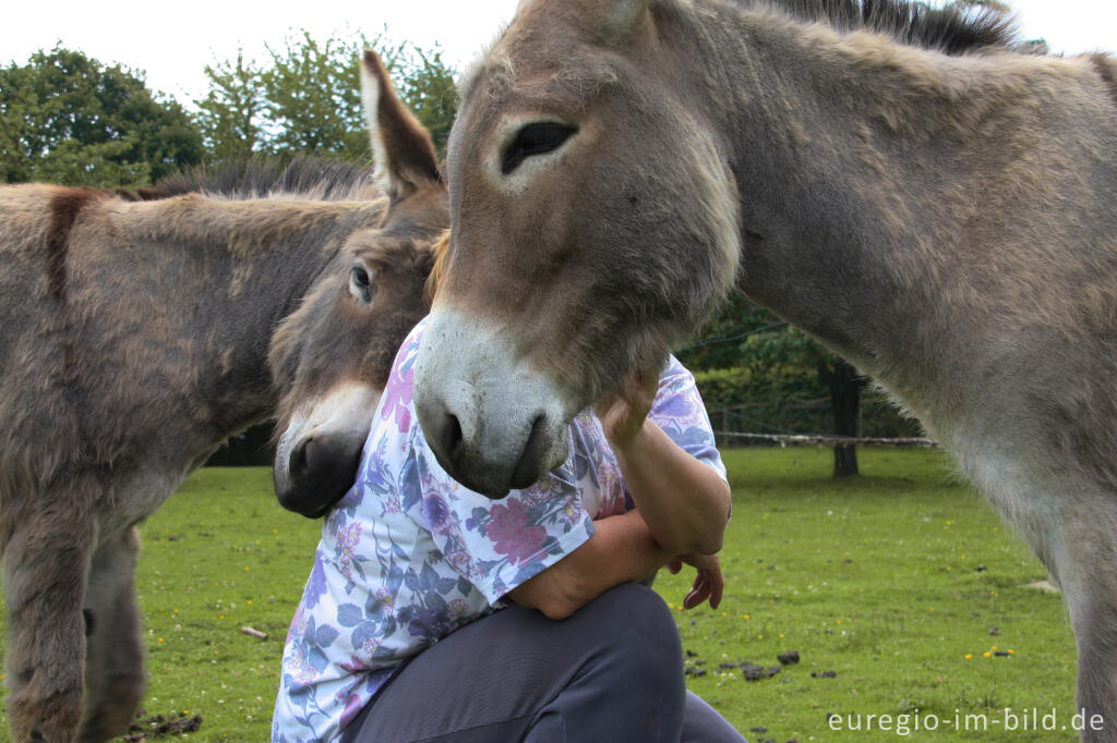 Detailansicht von 2 Esel mit Besitzerin