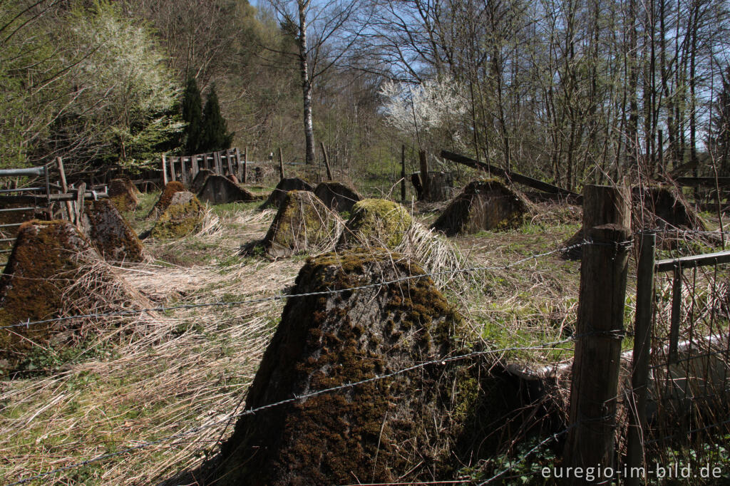 Detailansicht von 5-zeilige Höckerlinie am Grölisbach bei Roetgen, Standort-Nr. ROE.025