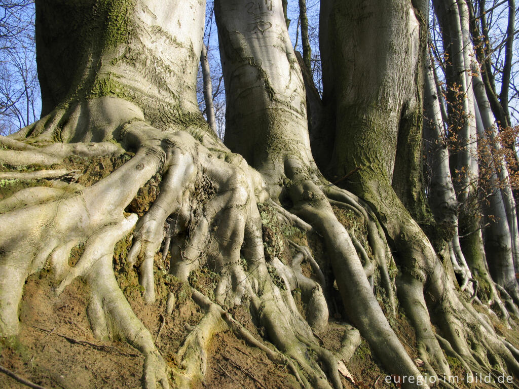 Detailansicht von Aachener Landgraben im Wurmtal beim Paulinenwäldchen, Berensberg