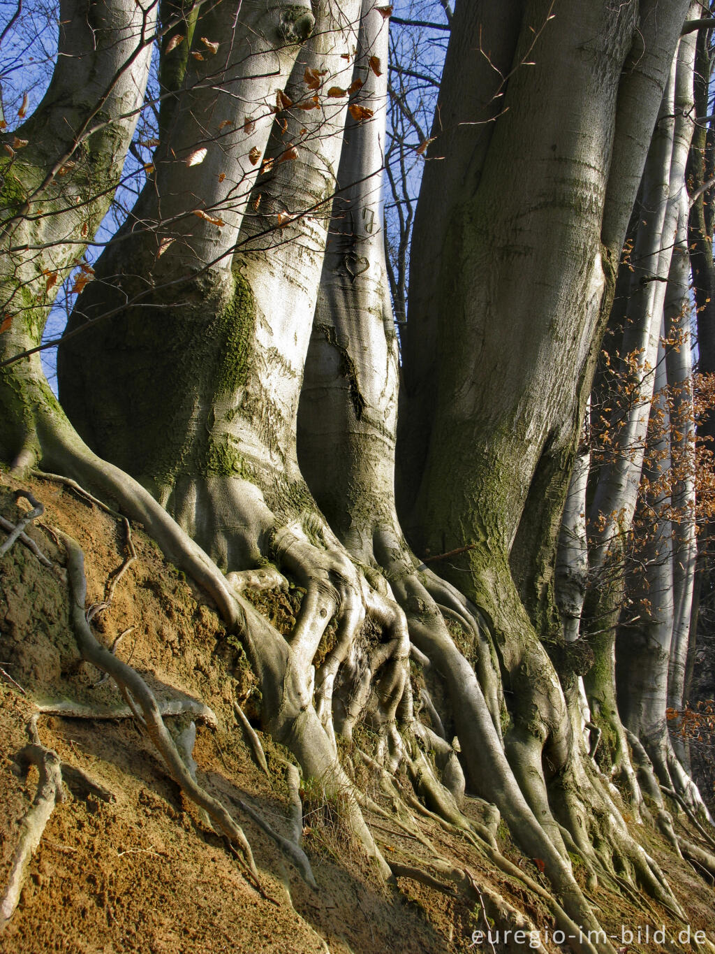 Detailansicht von Aachener Landgraben im Wurmtal beim Paulinenwäldchen, Berensberg