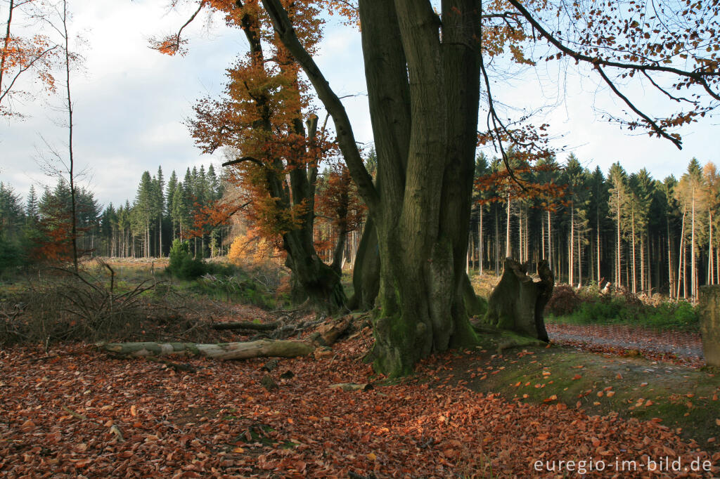 Detailansicht von Aachener Landwehr beim Moresneter Weg