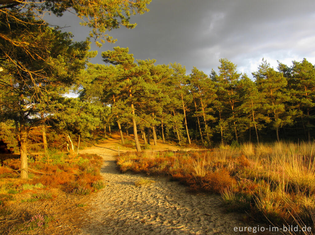 Detailansicht von Abendstimmung in der Brunssumer Heide