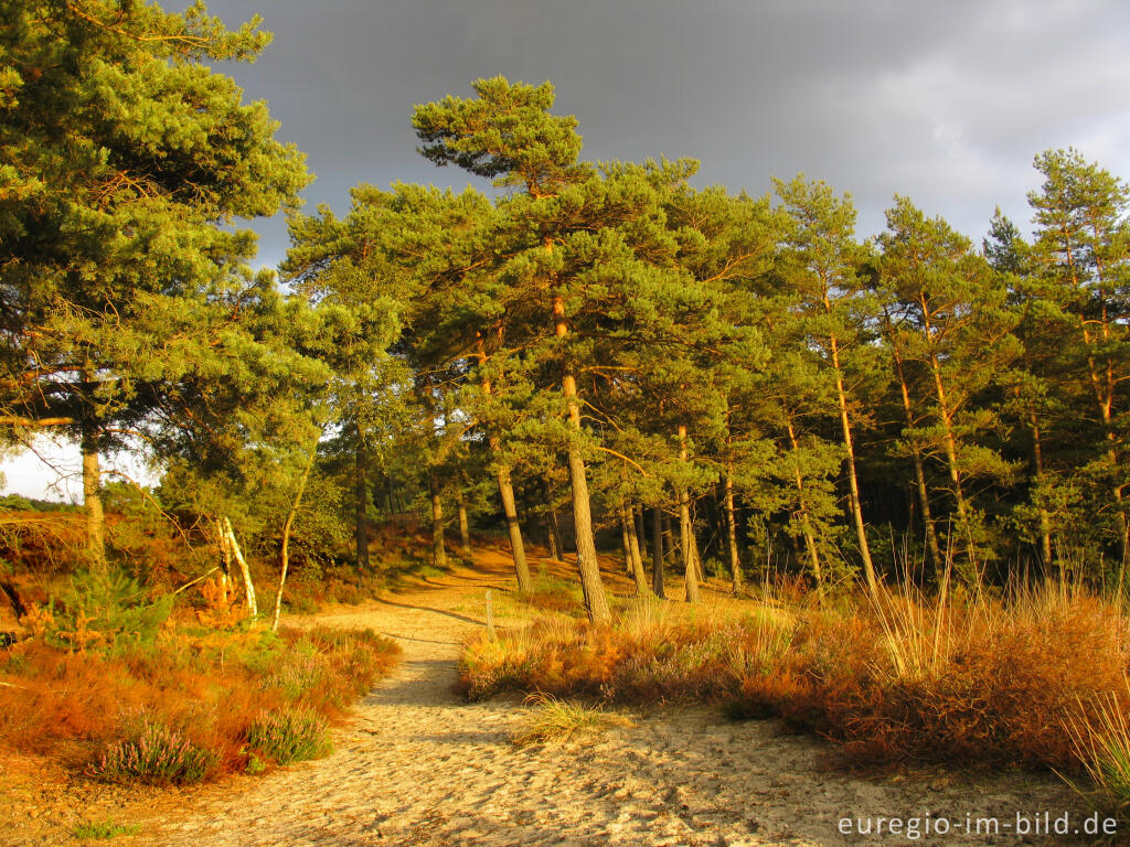 Abendstimmung in der Brunssumer Heide