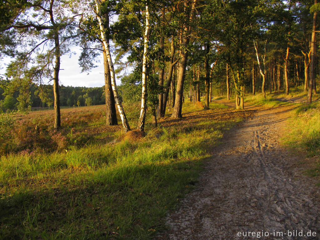 Detailansicht von Abendstimmung in der Brunssumer Heide