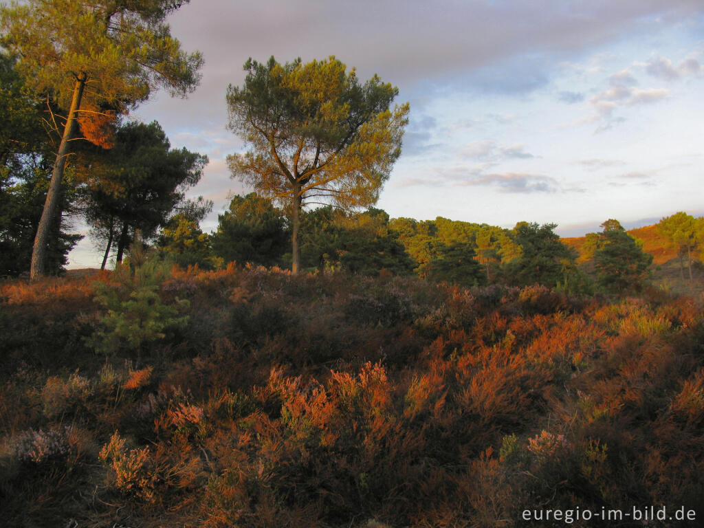 Detailansicht von Abendstimmung in der Brunssumer Heide