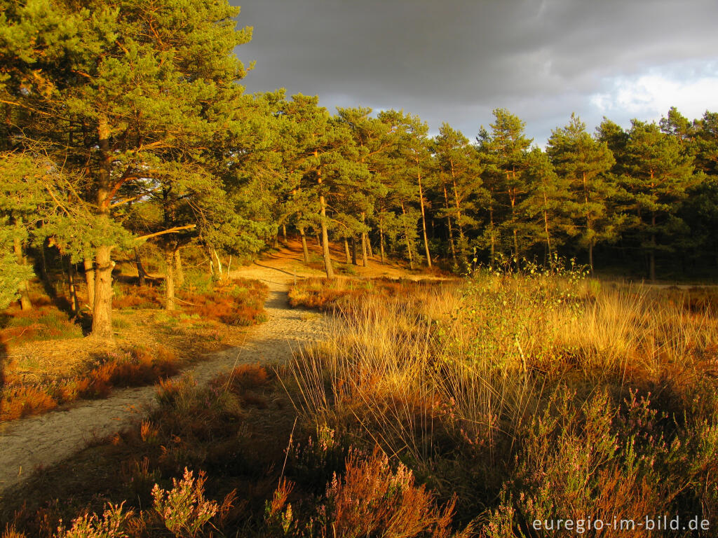 Detailansicht von Abendstimmung in der Brunssumer Heide