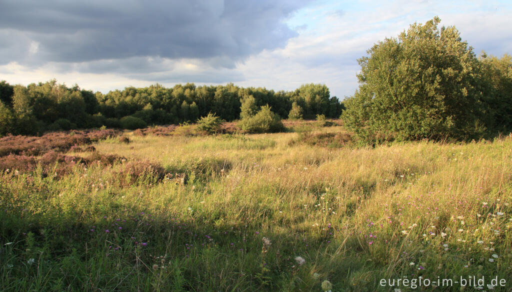 Abendstimmung in der Drover Heide