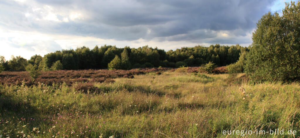 Detailansicht von Abendstimmung in der Drover Heide