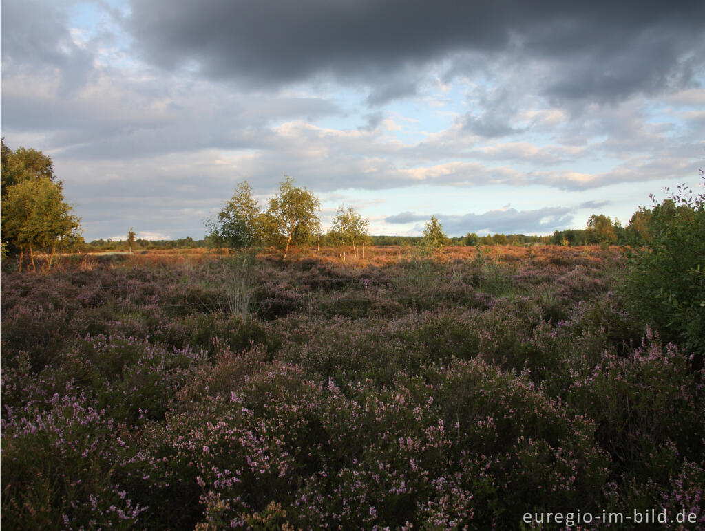 Detailansicht von Abendstimmung in der Drover Heide