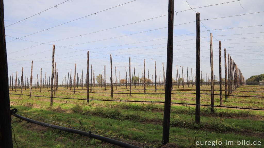 Detailansicht von Abgeernteter Hopfengarten bei Gulpen-Wittem