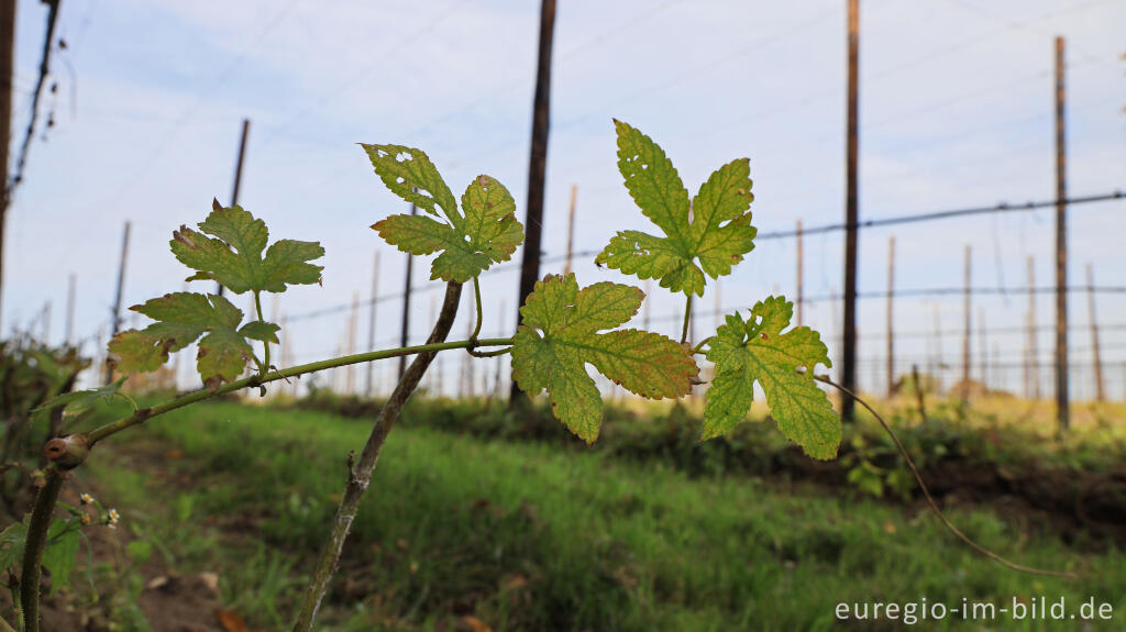 Detailansicht von Abgeernteter Hopfengarten bei Gulpen-Wittem