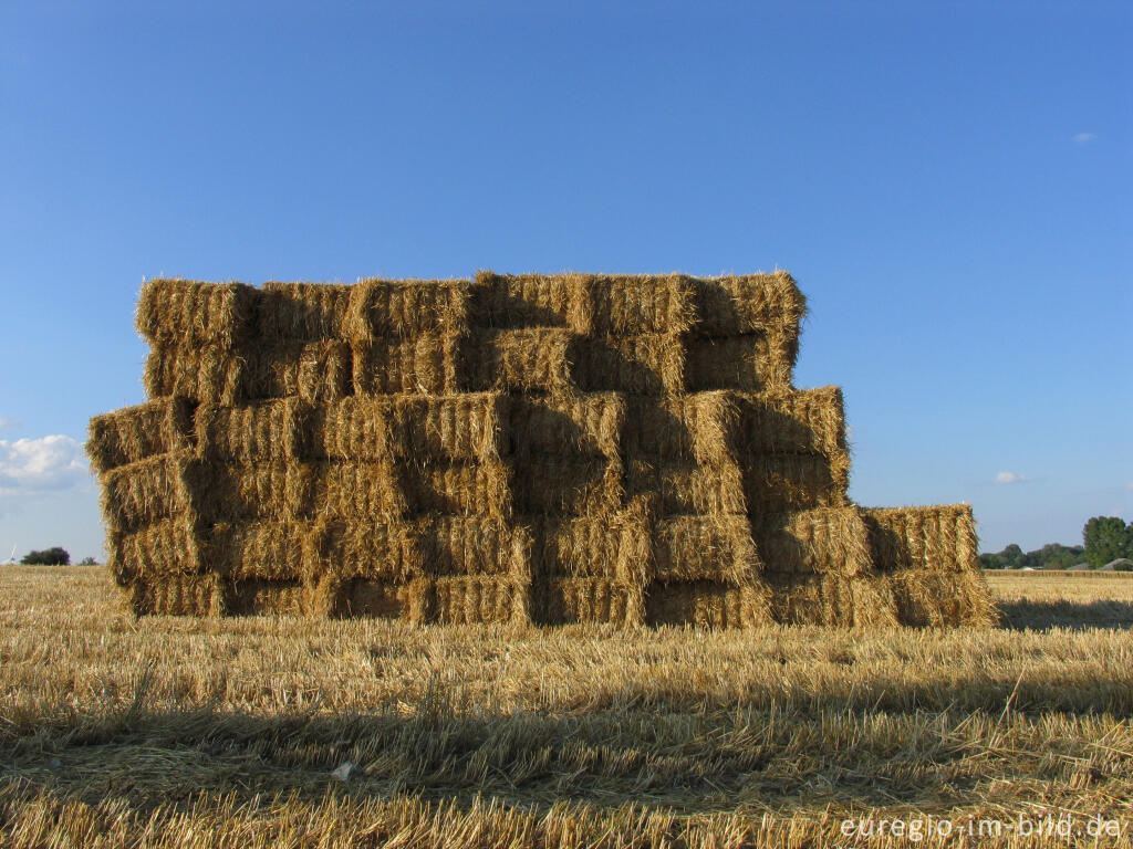 Detailansicht von Abgeerntetes Feld auf dem Schneeberg