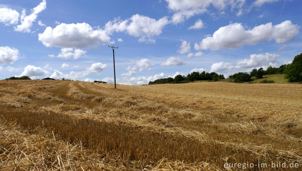 Detailansicht von Abgeerntetes Feld bei Mechernich in der Eifel