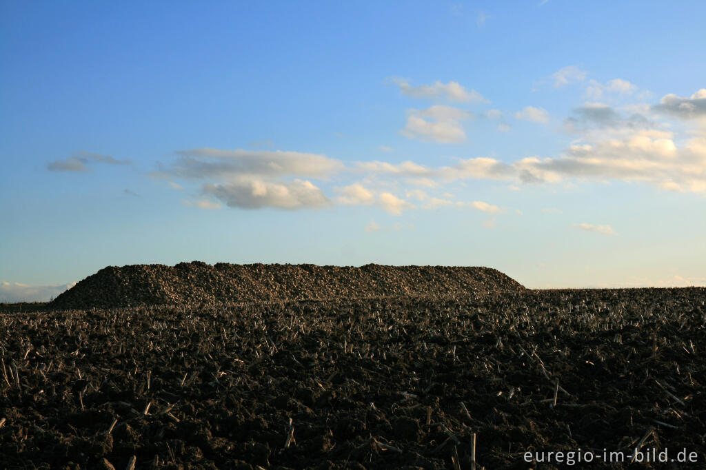 Detailansicht von Abgeerntetes Rübenfeld bei Bocholtz