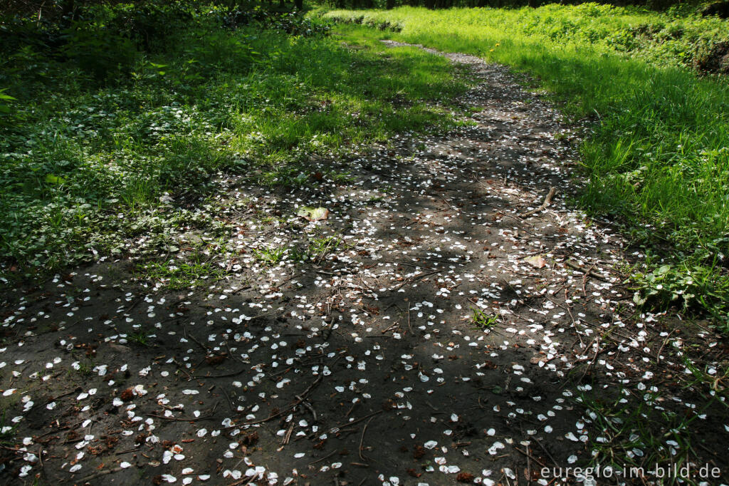 Detailansicht von Abgefallene Blütenblätter auf einem Weg im Hambos, Kerkrade, NL