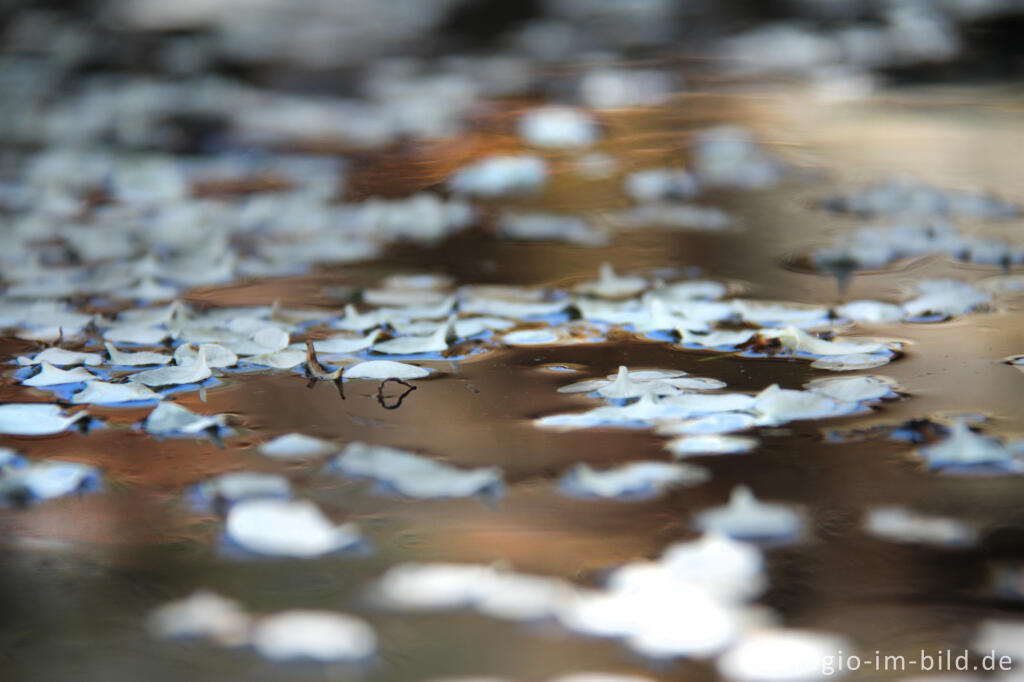 Detailansicht von Abgefallene Blütenblätter einer Birne auf einem Gartenteich