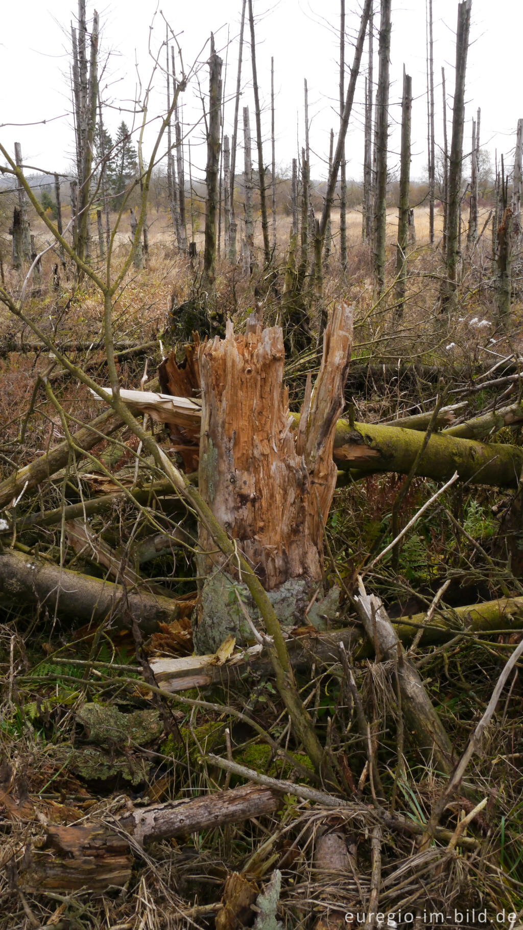 Detailansicht von Abgestorbener Fichtenwald im Renaturierungsgebiet Kalltal