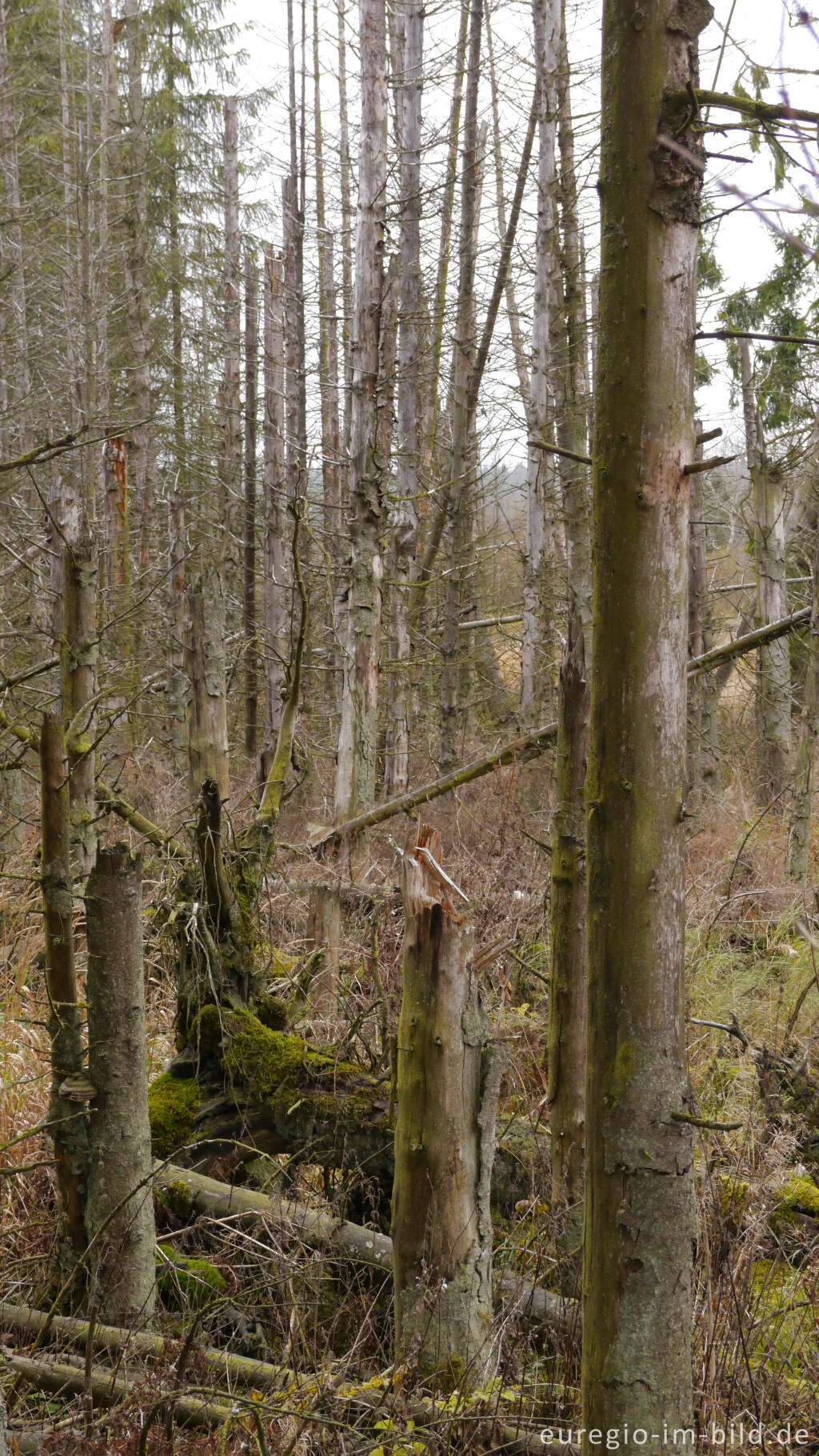 Detailansicht von Abgestorbener Fichtenwald im Renaturierungsgebiet Kalltal