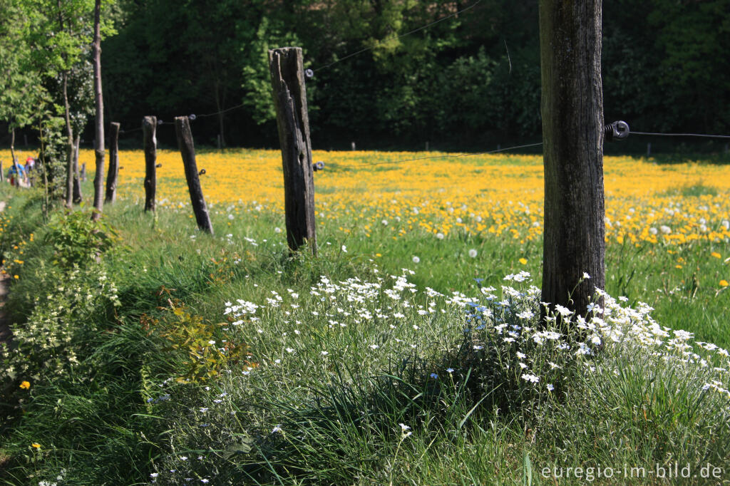 Detailansicht von Acker-Hornkraut, Cerastium arvense, an einem Wegrand bei Aachen-Hanbruch