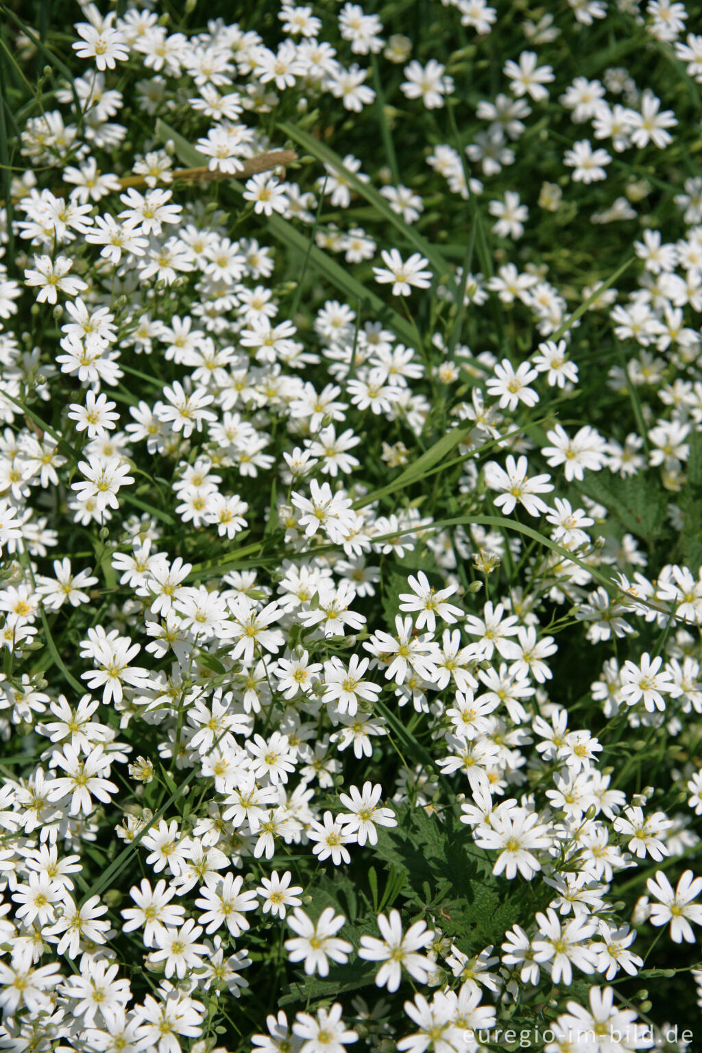 Detailansicht von Acker-Hornkraut, Cerástium arvénse, im Geultal