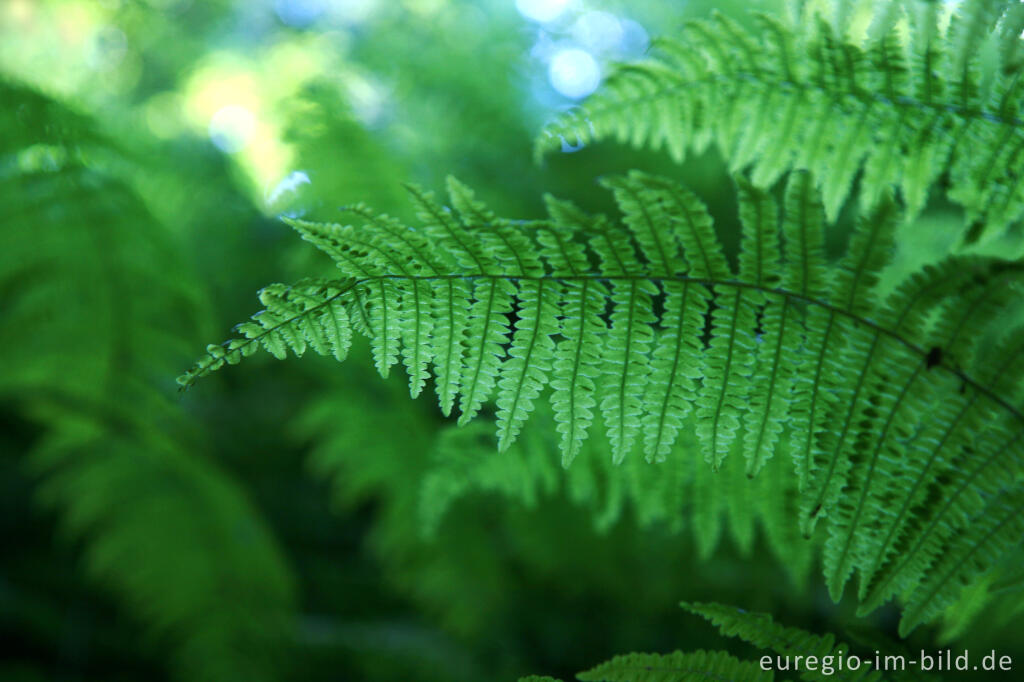 Detailansicht von Adlerfarn, Pteridium aquilinum,