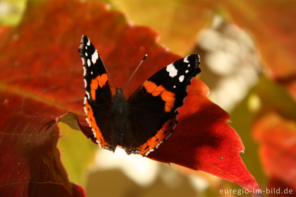 Detailansicht von Admiral, Vanessa atalanta