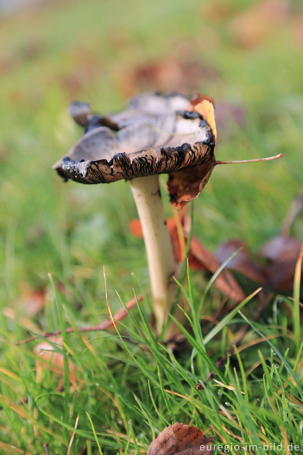 Detailansicht von Ältererer Falten-Tintling (Coprinopsis atramentaria, Syn. Coprinus atramentarius)