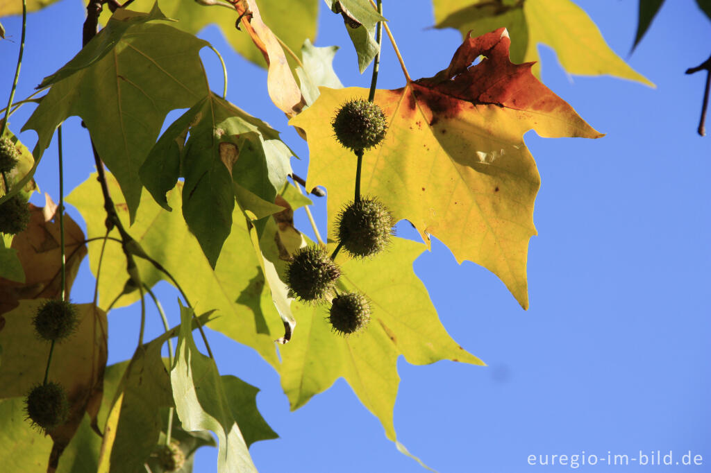 Detailansicht von Ahornblättrige Platane mit Früchten im Herbst