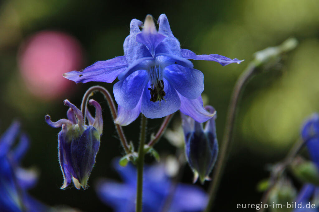 Detailansicht von Akelei, Aquilegia vulgaris 