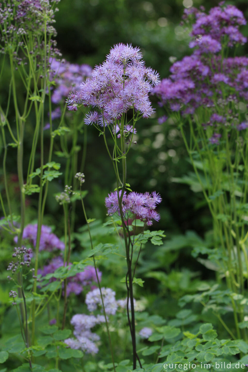 Detailansicht von Akeleiblättrige Wiesenraute, Thalictrum aquilegiifolium, 