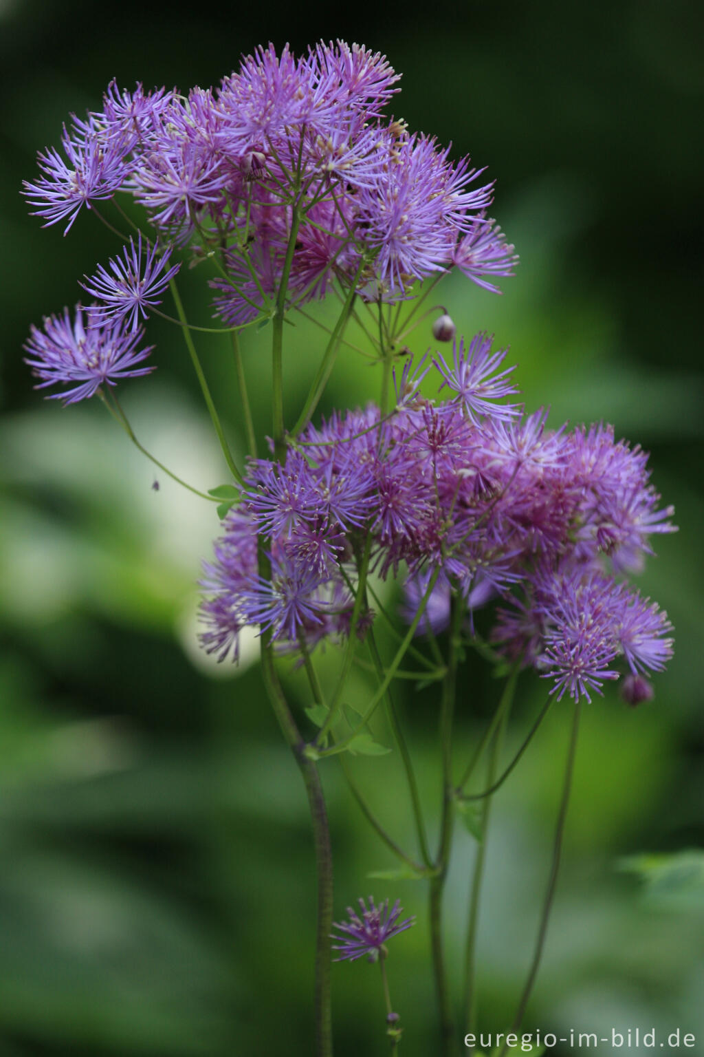 Detailansicht von Akeleiblättrige Wiesenraute, Thalictrum aquilegiifolium, 