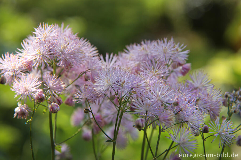 Detailansicht von Akeleiblättrige Wiesenraute, Thalictrum aquilegiifolium