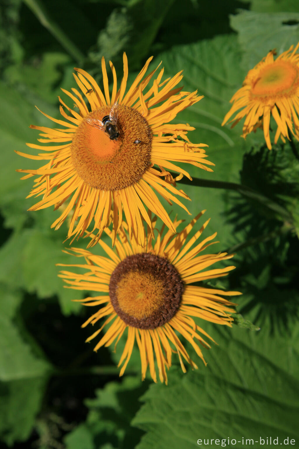 Detailansicht von Alant, Inula helenium