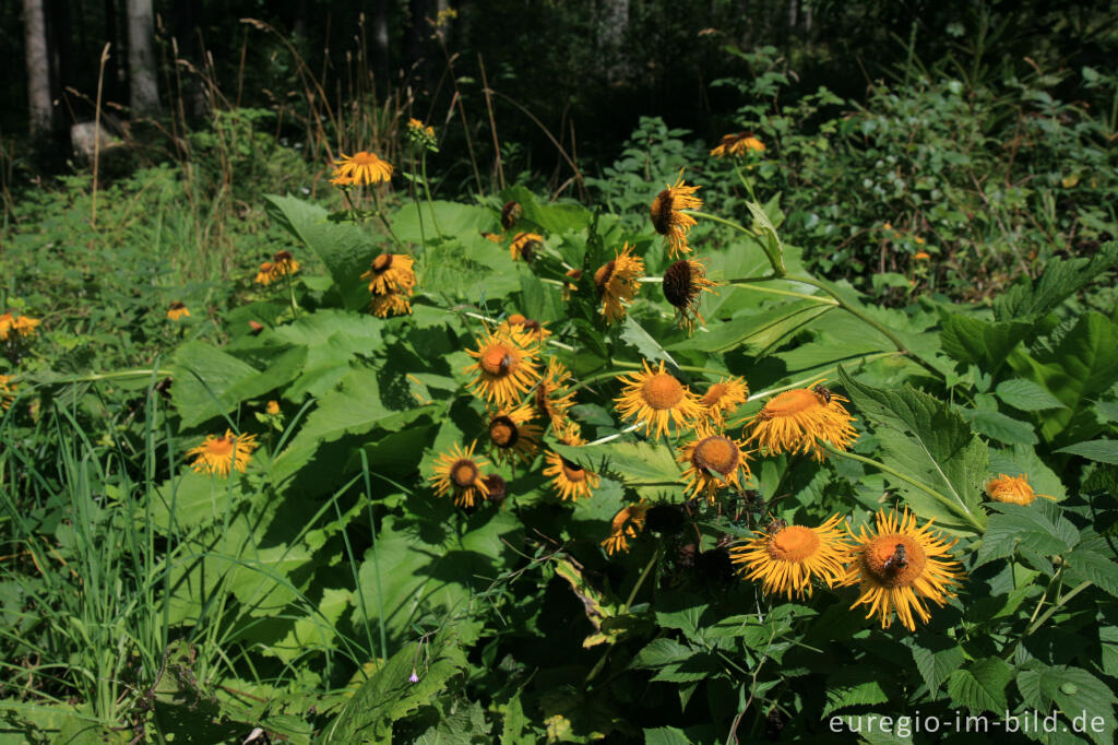 Detailansicht von Alant, Inula helenium