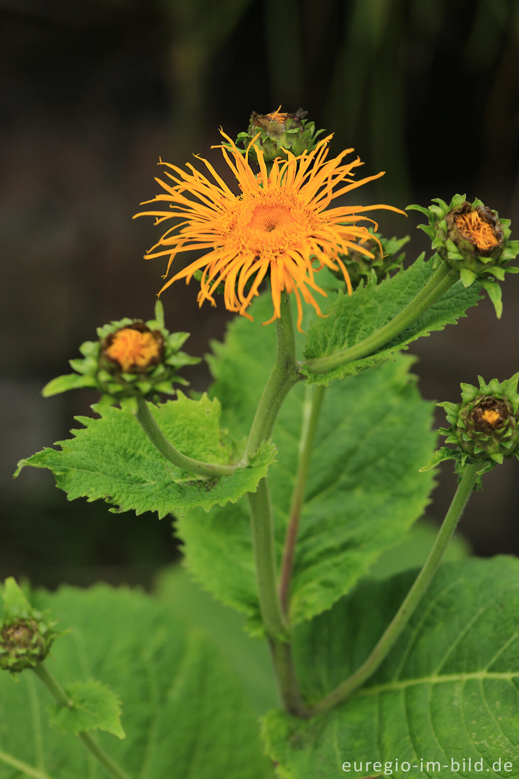 Detailansicht von Alant, Inula helenium