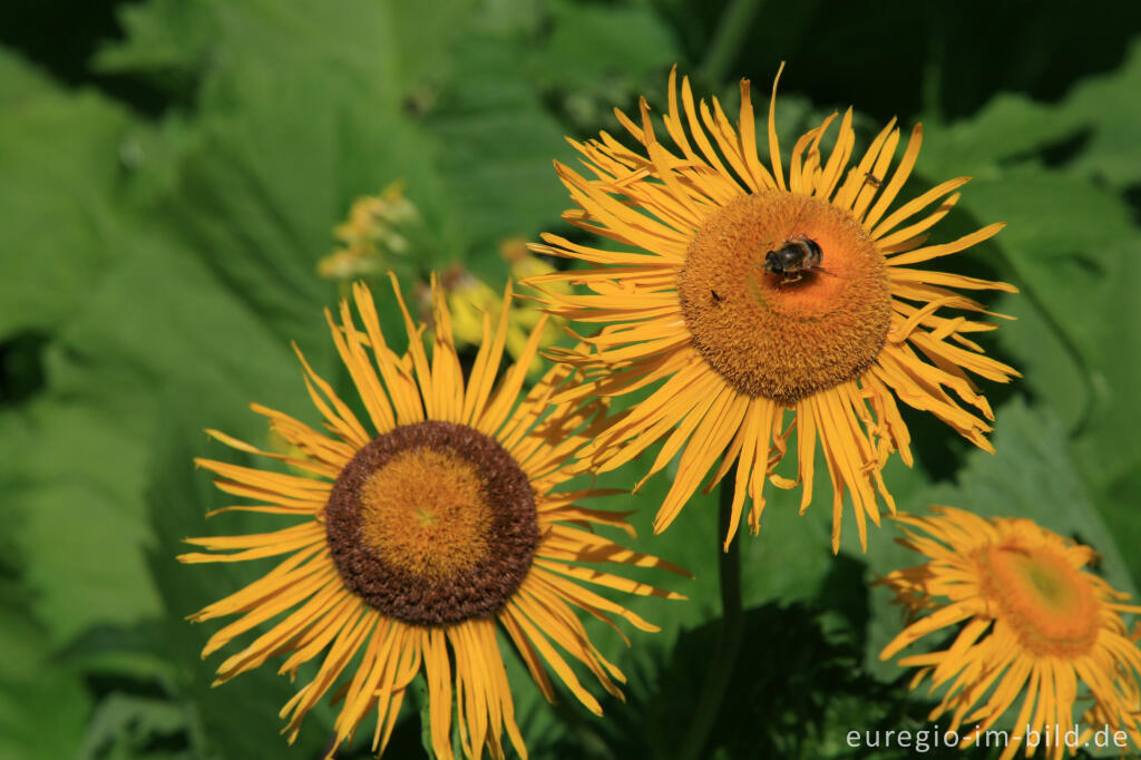 Detailansicht von Alant, Inula helenium