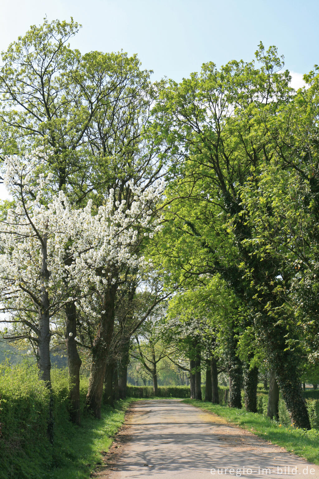 Detailansicht von Allee zum Gut Schöntal, Aachen-Forst