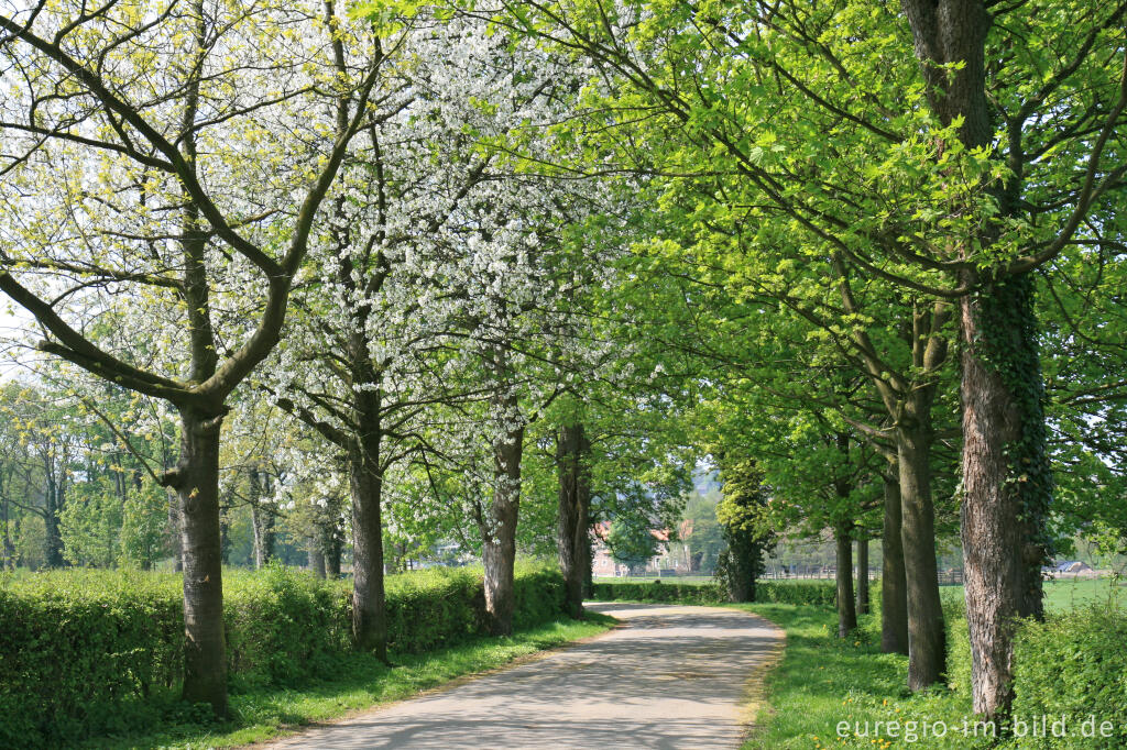 Detailansicht von Allee zum Gut Schöntal, Aachen-Forst