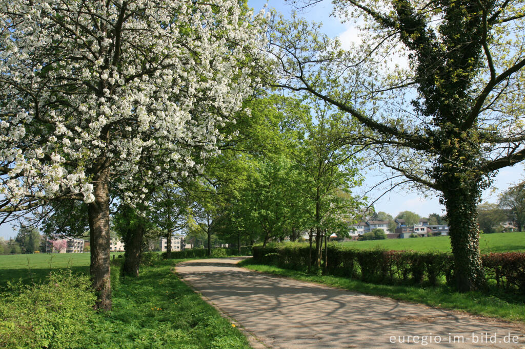 Detailansicht von Allee zum Gut Schöntal, Aachen-Forst