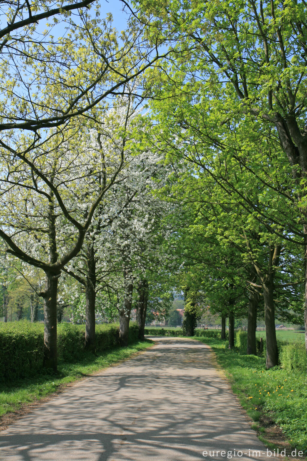 Detailansicht von Allee zum Gut Schöntal, Aachen-Forst