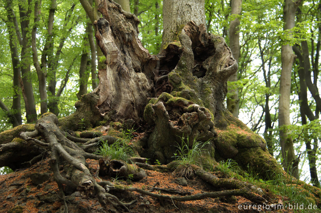 Detailansicht von Alte Buche auf dem Nerother Kopf, Vulkaneifel