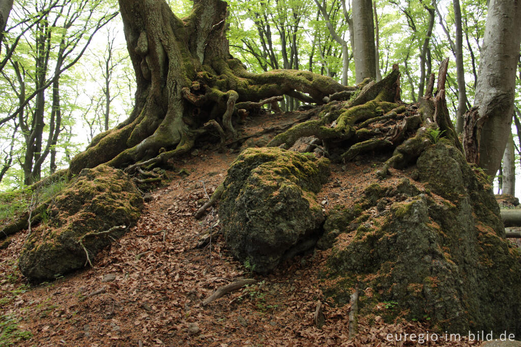 Detailansicht von Alte Buche auf dem Nerother Kopf, Vulkaneifel