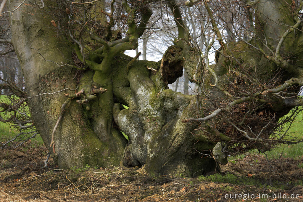 Detailansicht von Alte Buchenhecke in der Nähe der Kalferscheider Gasse bei Simmerath