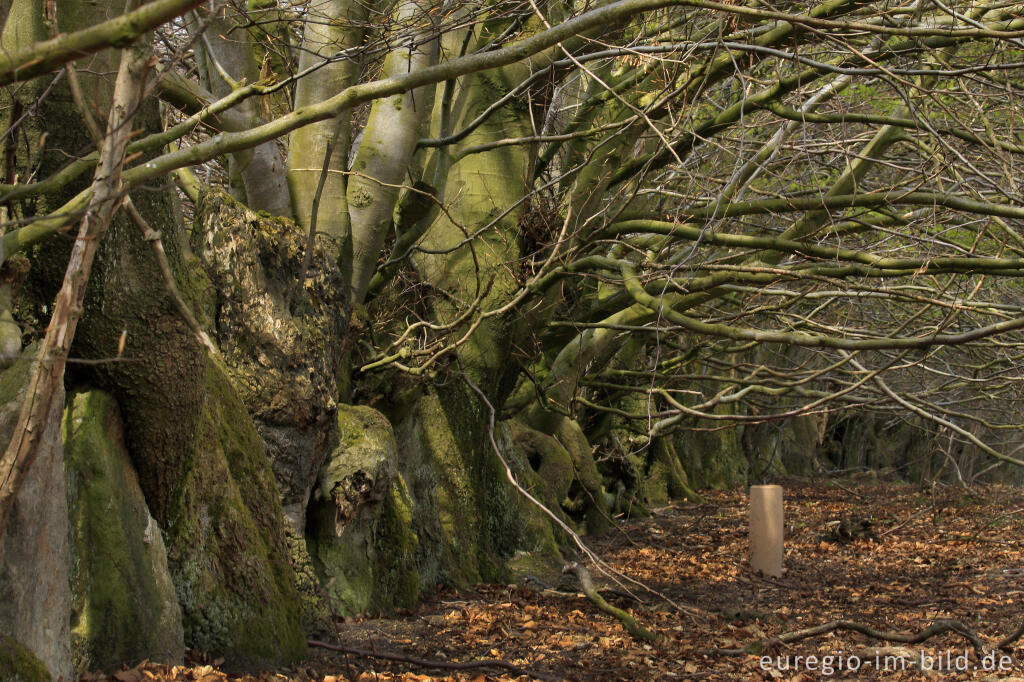 Detailansicht von Alte Buchenhecke in der Nähe der Kalferscheider Gasse bei Simmerath