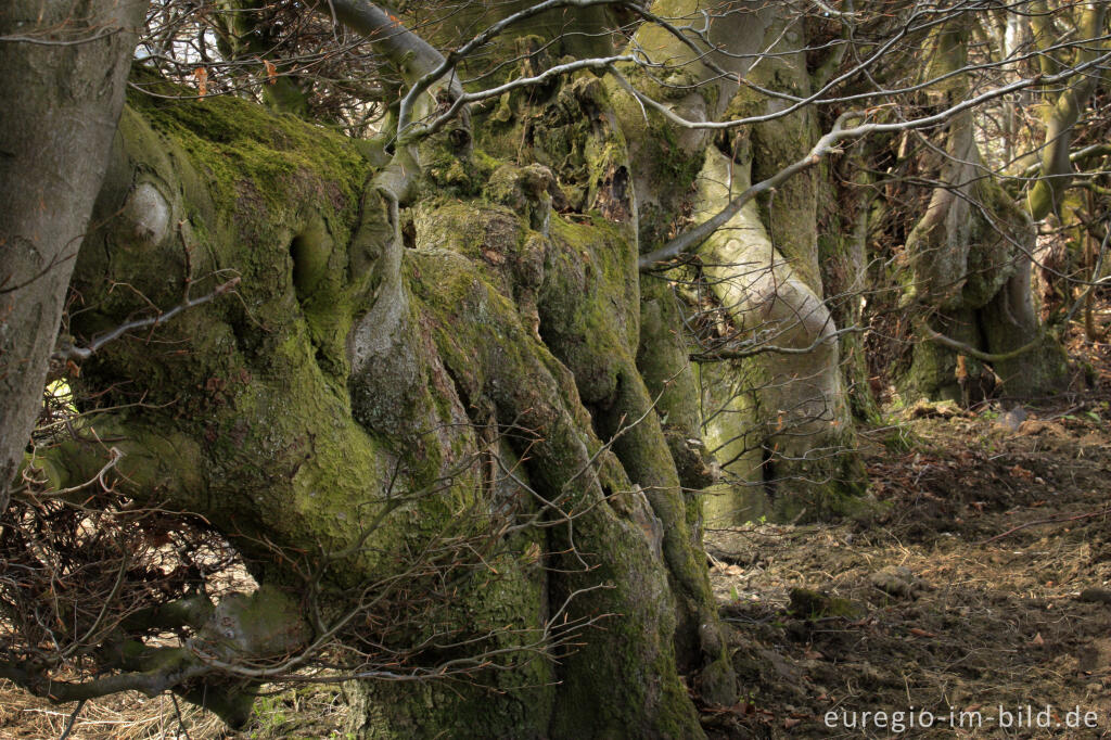 Detailansicht von Alte Buchenhecke in der Nähe der Kalferscheider Gasse bei Simmerath