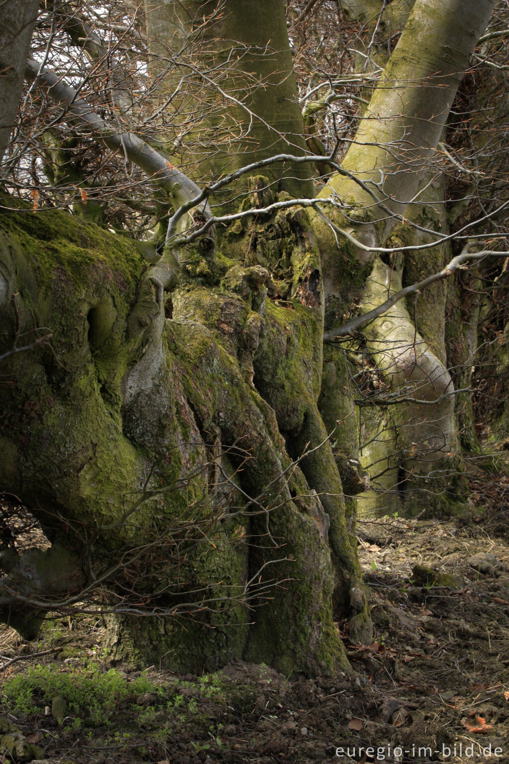 Detailansicht von Alte Buchenhecke in der Nähe der Kalferscheider Gasse bei Simmerath