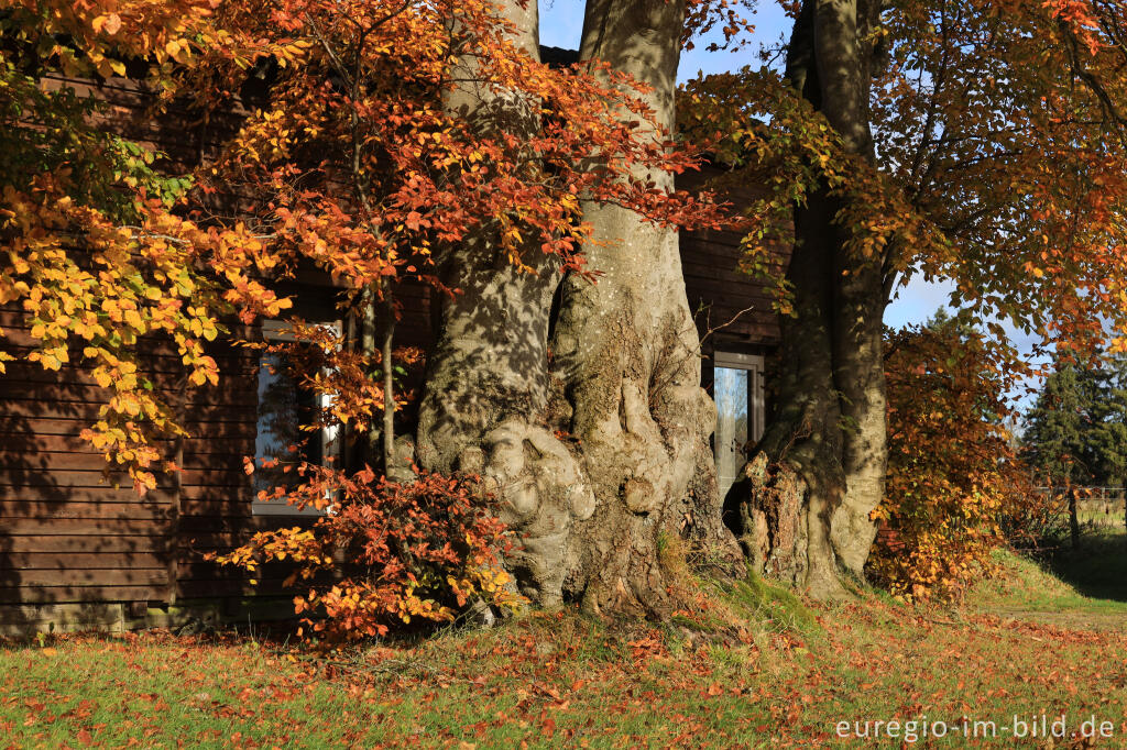 Detailansicht von Alte Buchenhecke in Monschau-Mützenich