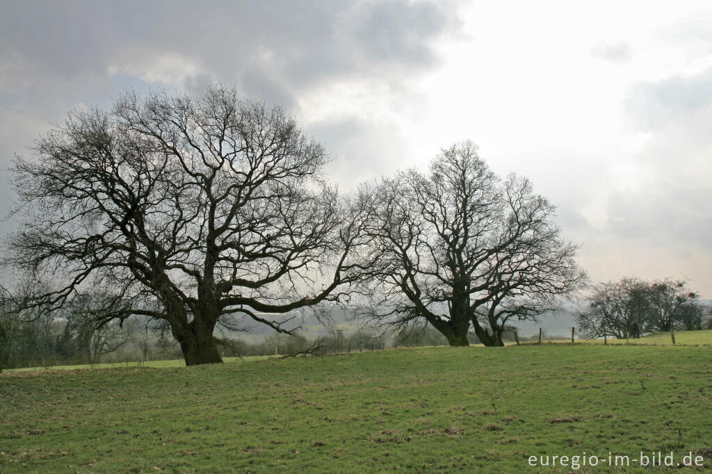 Detailansicht von Alte Eichen, Blick vom Herzogsweg, westlich von Aachen-Laurensberg