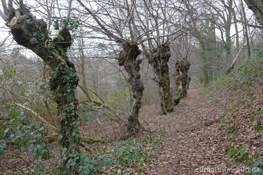 Detailansicht von Alte Hainbuchenhecke im Naturpark Worm-Wildnis bei Worm